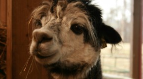 Alpaca Goodness!