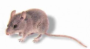 Man or Mouse?