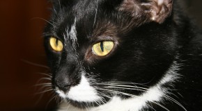 Mabel will be missed